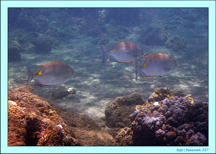 2012 - 07 - Dauin Sanctuary 38